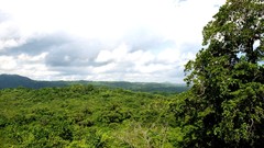 Landscapes nature Trees Jamaica forests HDR Photography