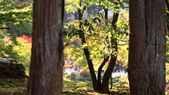 Landscapes nature Trees Japan