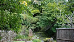 Landscapes nature Trees Japan