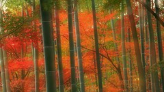 Landscapes nature Trees Japan bamboo Kyoto Parks forests