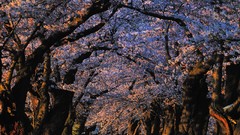 Landscapes nature Trees Japan blossom sunlight blossoms