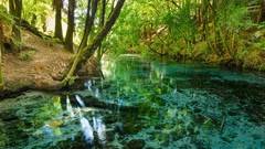 Landscapes nature Trees lagoon forests