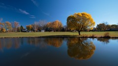 Landscapes nature Trees lakes reflections blue skies