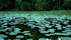 Landscapes nature Trees lakes reflections lily pads