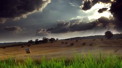 Landscapes nature Trees land