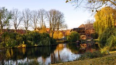 Landscapes nature Trees land