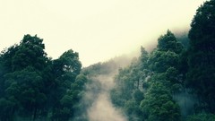 Landscapes nature Trees land