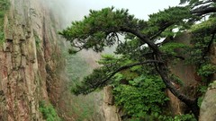 Landscapes nature Trees land