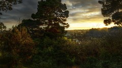 Landscapes nature Trees land