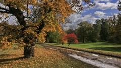 Landscapes nature Trees land