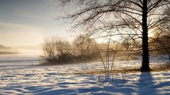 Landscapes nature Trees land