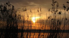 Landscapes nature Trees land