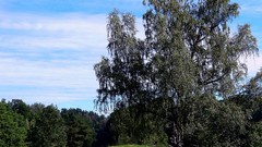 Landscapes nature Trees land