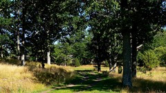 Landscapes nature Trees land