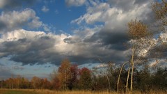 Landscapes nature Trees land