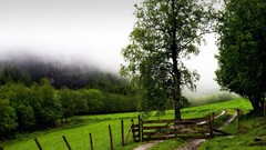 Landscapes nature Trees land