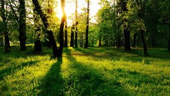 Landscapes nature Trees land