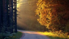 Landscapes nature Trees land autumn roads forests