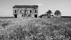 Landscapes nature Trees land black and white monochrome fields