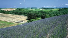Landscapes nature Trees land fields Wildflowers
