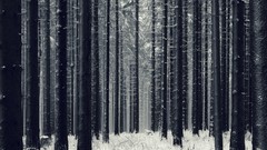 Landscapes nature Trees land forests