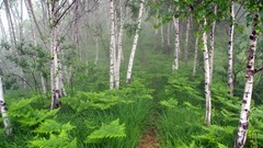 Landscapes nature Trees land forests