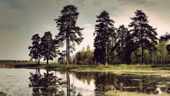 Landscapes nature Trees land forests