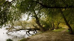 Landscapes nature Trees land lakes forests