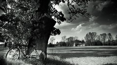Landscapes nature Trees land monochrome Bicycles fields