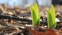 Landscapes nature Trees land Plants