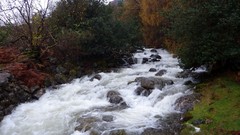 Landscapes nature Trees land rivers