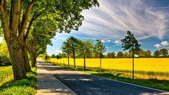 Landscapes nature Trees land roads fields