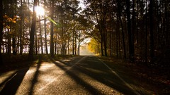 Landscapes nature Trees land roads forests