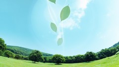 Landscapes nature Trees leaves