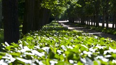 Landscapes nature Trees leaves