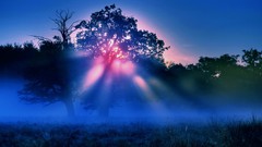 Landscapes nature Trees light