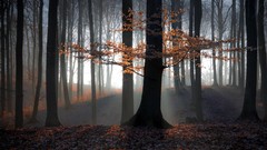 Landscapes nature Trees light autumn leaves forests dawning