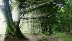 Landscapes nature Trees light burst forests HDR Photography