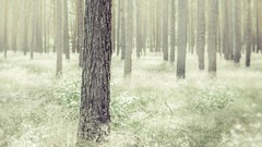 Landscapes nature Trees light effect Wood