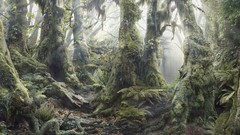 Landscapes nature Trees light vegetation roots moss Wood