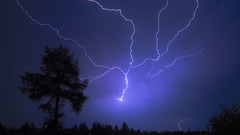 Landscapes nature Trees lightning bolts