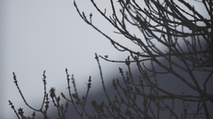 Landscapes nature Trees macro