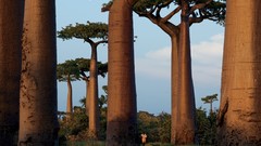 Landscapes nature Trees Madagascar baobab national geographic
