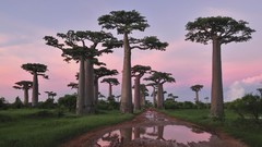 Landscapes nature Trees Madagascar forests