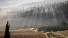 Landscapes nature Trees mist