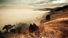 Landscapes nature Trees mist