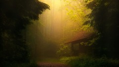 Landscapes nature Trees mist forests