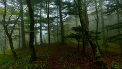 Landscapes nature Trees mist forests