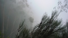 Landscapes nature Trees mist forests pine trees