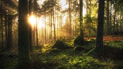 Landscapes nature Trees morning awakening forests
